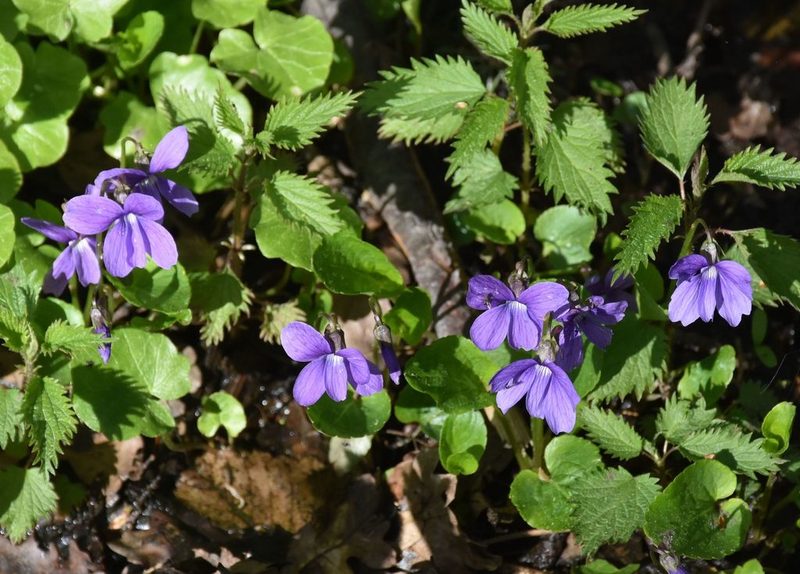 Viola uliginosa, photographed by Игорь Васильев