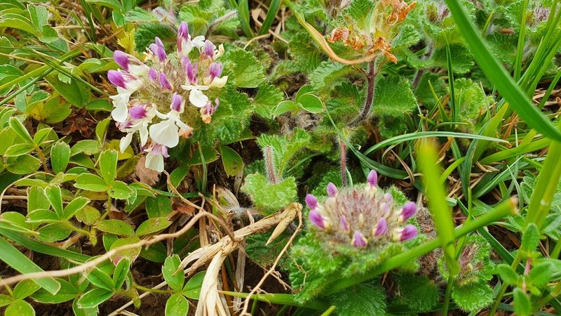 Teucrium pyrenaicum, photographed by Louisa Jones