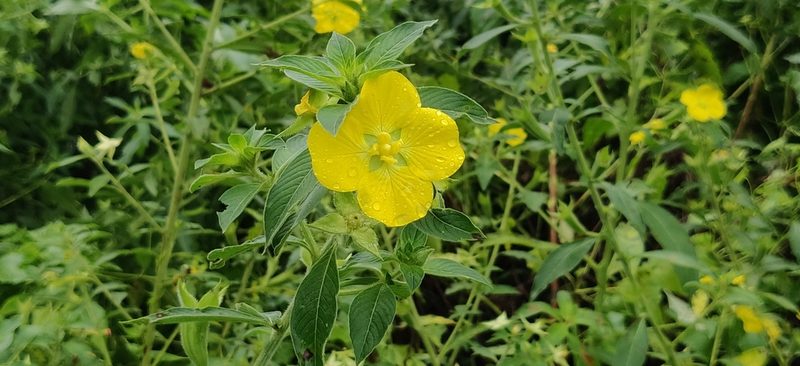 Ludwigia peruviana, photographed by T R Shankar Raman