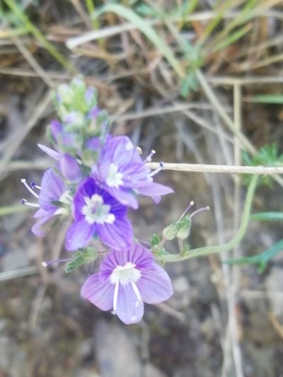 Veronica capsellicarpa, photographed by Максим Шумских