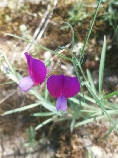 Lathyrus digitatus, photographed by Максим Шумских