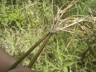 Cyperus articulatus, photographed by Augustin Soulard