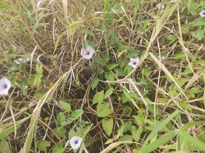 Ipomoea aquatica, photographed by Augustin Soulard
