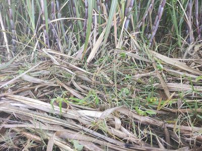 Cyperus iria