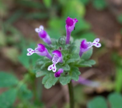 Lamium amplexicaule, photographed by Daniela Costa