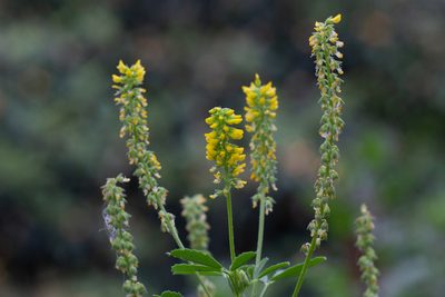 Melilotus indicus, photographed by Daniela Costa