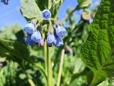 Symphytum caucasicum, photographed by Элеонора Анатольевна