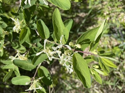 Lonicera morrowii, photographed by Tom Scavo