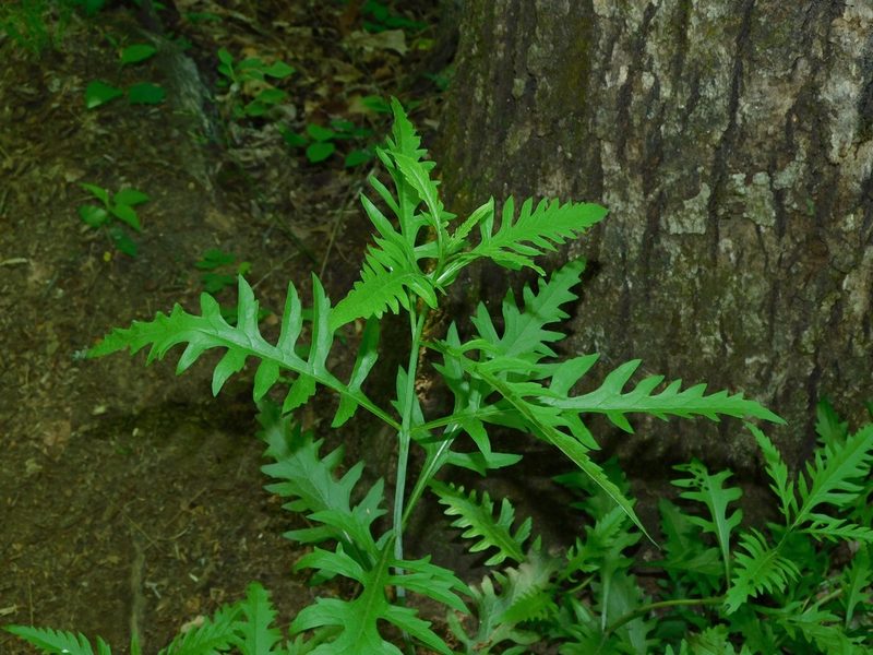 Aureolaria flava, photographed by Michael J. Papay