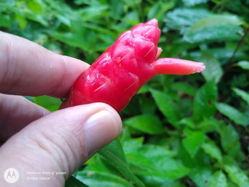 Costus sprucei, photographed by Enrique Salazar