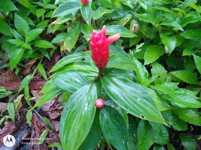 Costus sprucei, photographed by Enrique Salazar