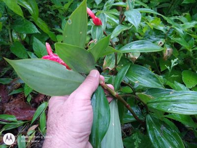 Costus sprucei, photographed by Enrique Salazar