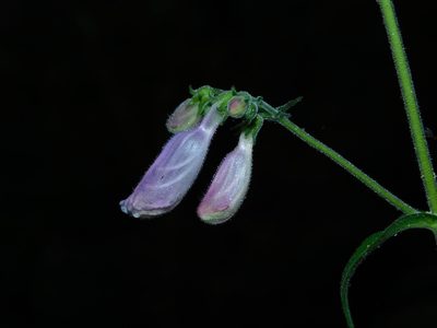 Penstemon canescens, photographed by Michael J. Papay
