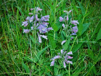 Penstemon canescens, photographed by Michael J. Papay