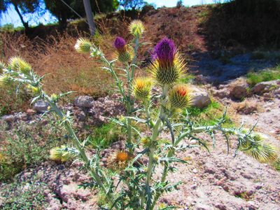 Cirsium rhaphilepis, photographed by Oscar Alejandro Morales Juárez