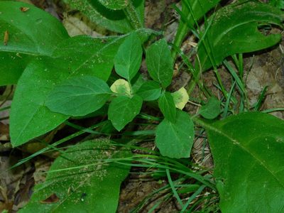 Physalis virginiana, photographed by Michael J. Papay