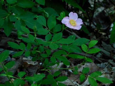 Rosa carolina, photographed by Michael J. Papay