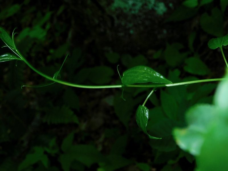 Smilax pulverulenta, photographed by Michael J. Papay