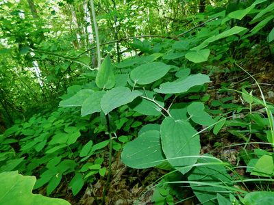 Smilax hugeri, photographed by Michael J. Papay