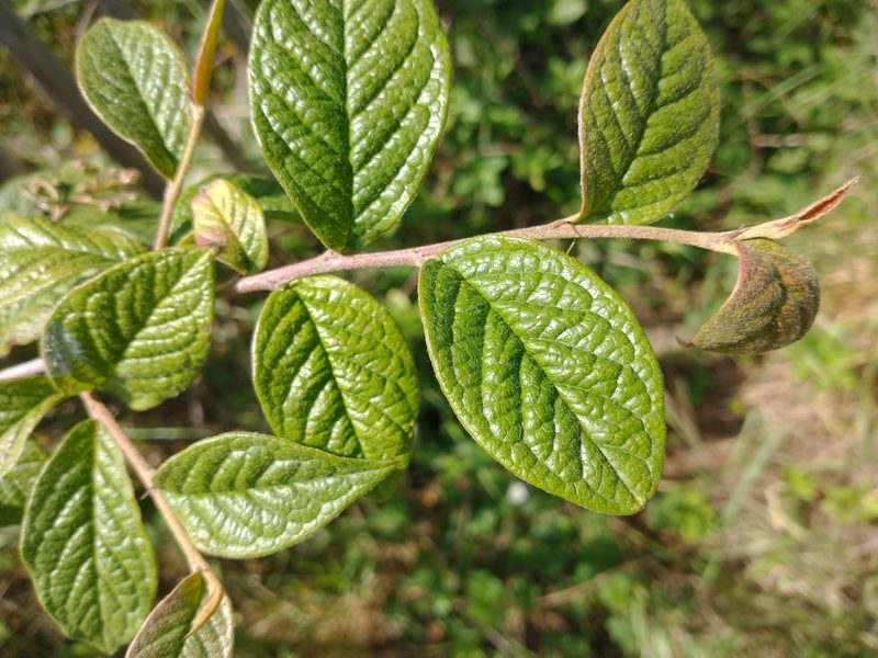 Cotoneaster rehderi, photographed by Wouter Van Landuyt