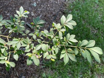Euonymus alatus, photographed by lejones417