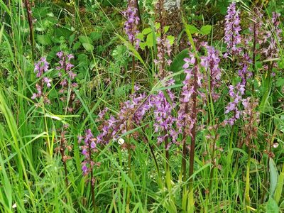Orchis mascula, photographed by Paul Braun