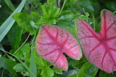 Caladium bicolor, photographed by Josiah Londerée