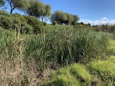 Typha capensis, photographed by Dave Richardson