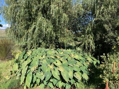 Colocasia esculenta, photographed by Dave Richardson