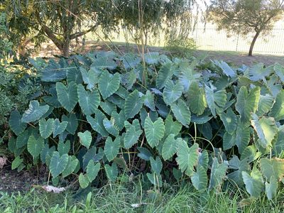 Colocasia esculenta, photographed by Dave Richardson