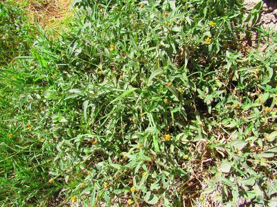 Aldama dentata, photographed by Oscar Alejandro Morales Juárez