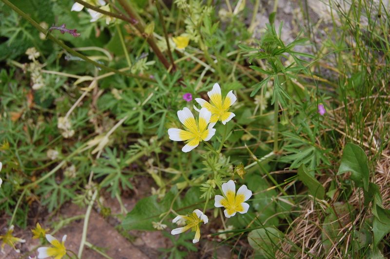 Limnanthes douglasii, photographed by Mathew Robinson
