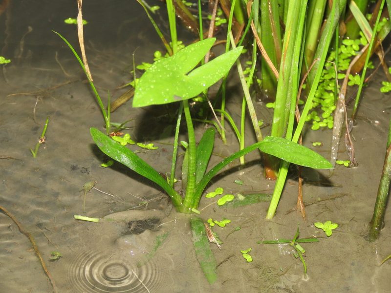 Sagittaria trifolia, photographed by chiuluan