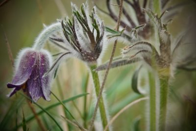 Pulsatilla pratensis, photographed by Margit Kildevang