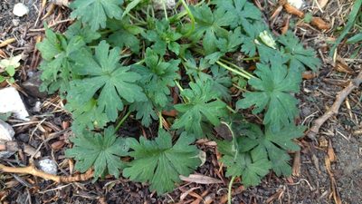 Geranium sibiricum, photographed by Екатерина Гущина