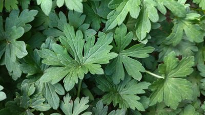 Geranium sibiricum, photographed by Екатерина Гущина