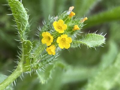 Amsinckia menziesii