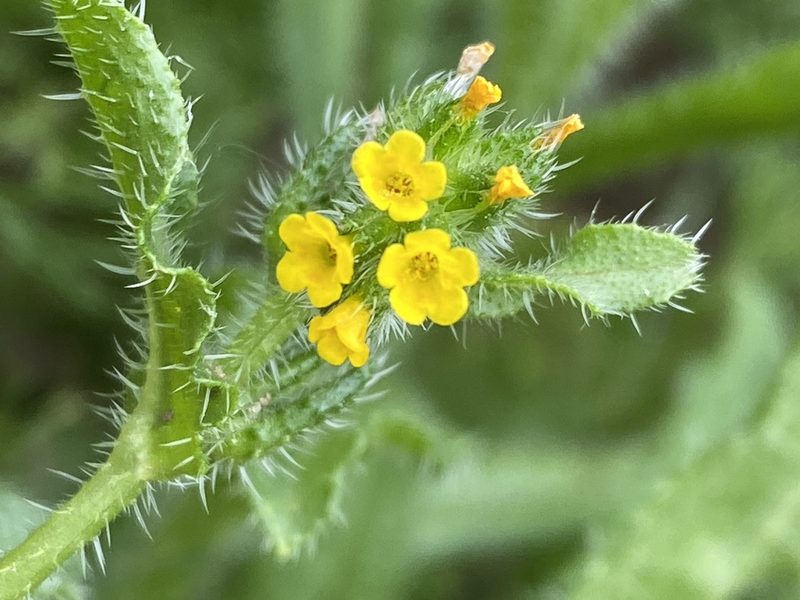 Amsinckia menziesii, photographed by Terry Instone