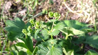 Alchemilla semilunaris