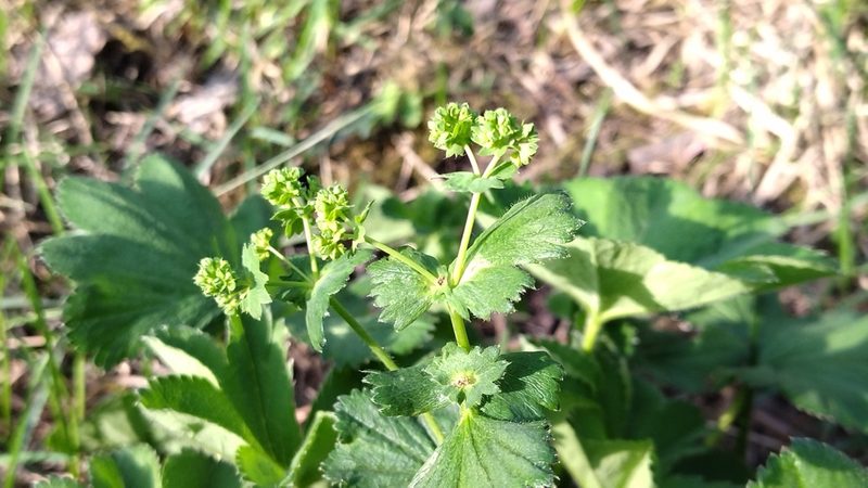 Alchemilla semilunaris, photographed by Екатерина Гущина