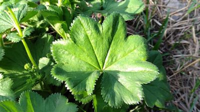 Alchemilla semilunaris, photographed by Екатерина Гущина