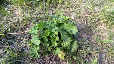 Alchemilla semilunaris, photographed by Екатерина Гущина