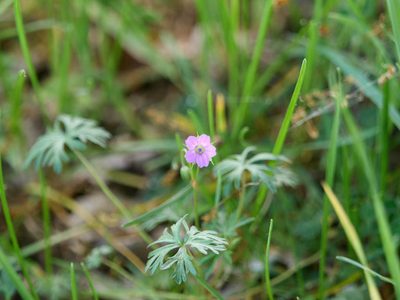 Geranium columbinum, photographed by Andreas Stiller