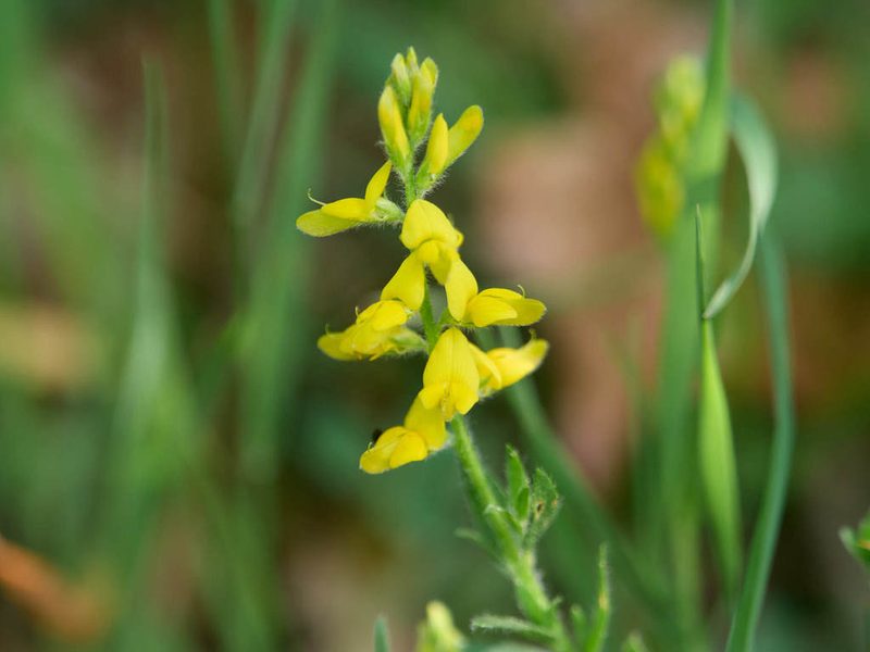 Genista germanica, photographed by Andreas Stiller