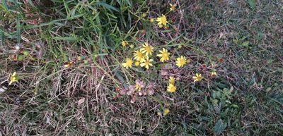 Senecio madagascariensis, photographed by Karina Viera
