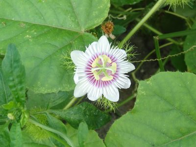 Passiflora vesicaria, photographed by 祐