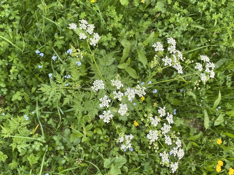Chaerophyllum aureum, photographed by Christina