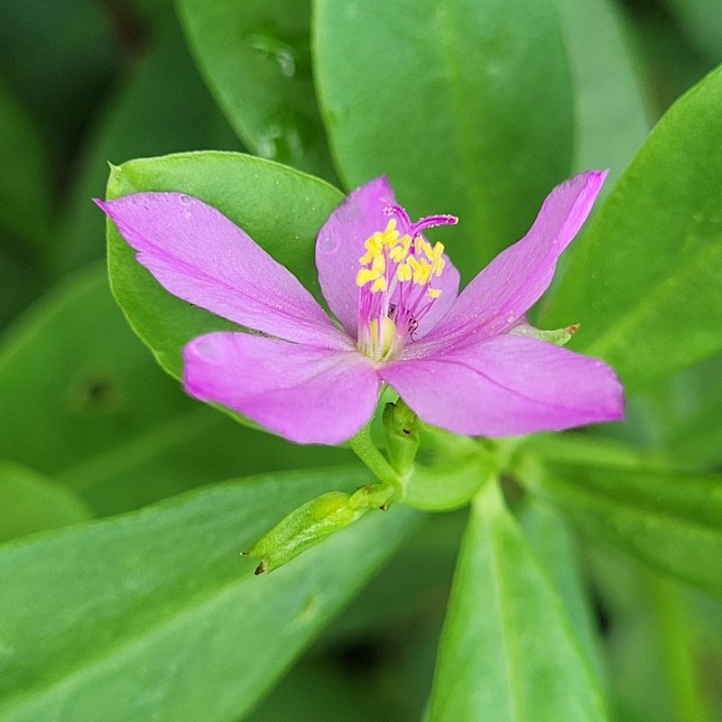 Talinum fruticosum, photographed by Maria Janeiro