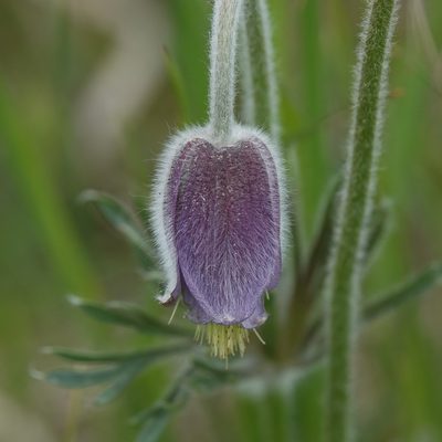 Pulsatilla pratensis, photographed by Jais Knudsen