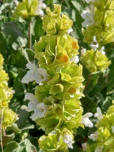 Salvia absconditiflora, photographed by Mert Ayral
